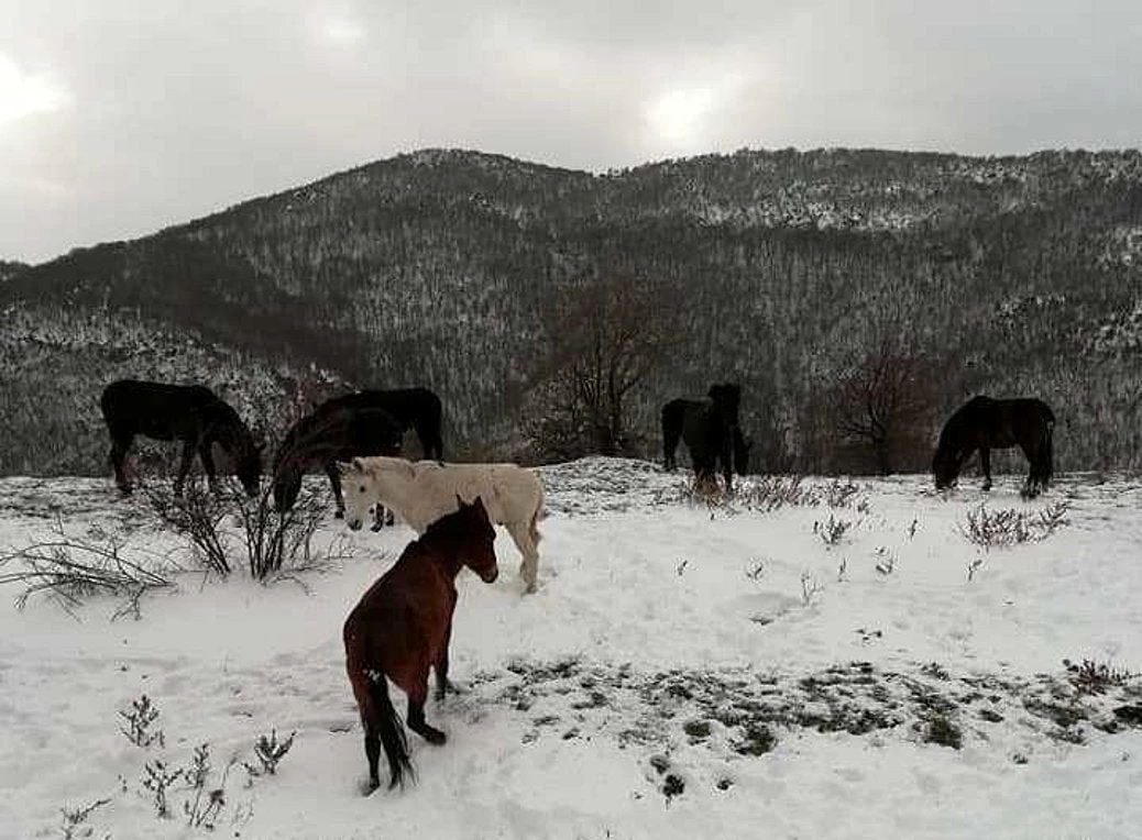 Αγρια άλογα αναζητούν τροφή στα χιονισμένα βουνά της Ροδόπης (εικόνες)